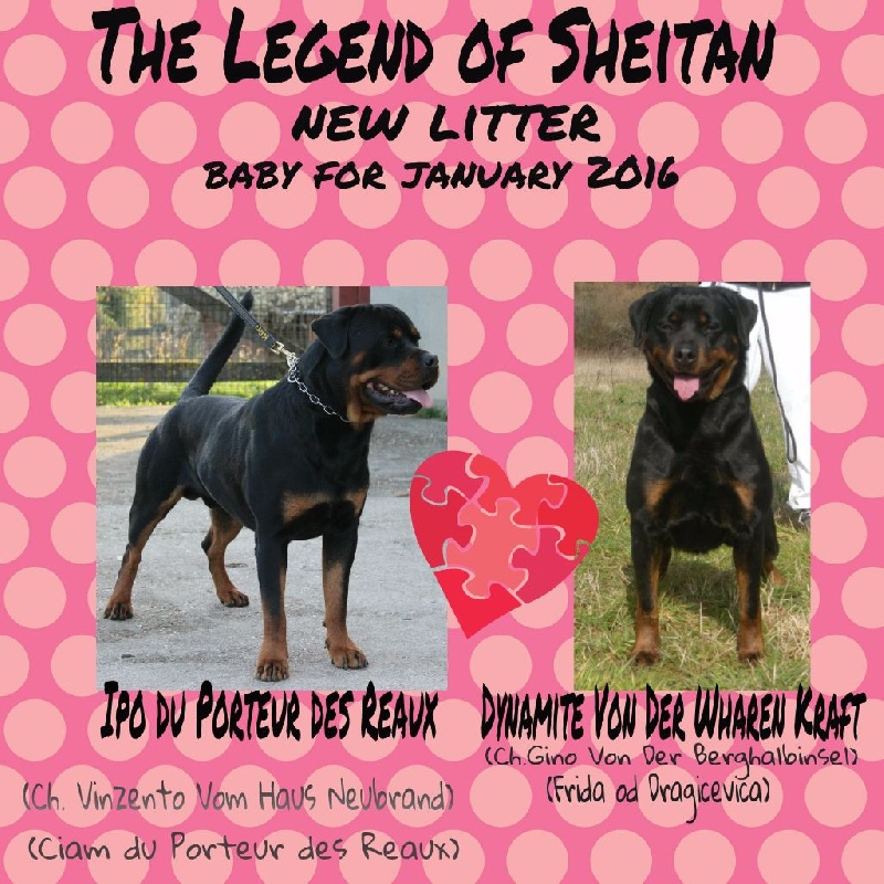 The Legend of Sheitan - Rottweiler - Portée née le 07/01/2016